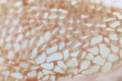 © Schmoelzer, Detail