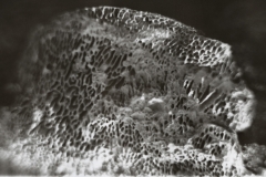 © Julia Schmölzer, Handabzug