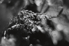 © Julia Schmölzer, Handabzug